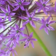 RHS Level 3 Principles of Plant Growth