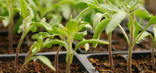 gardening and horticulture