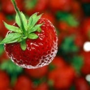 RHS Level 2 Principles of Horticulture