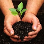 Introduction to Horticulture