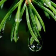 RHS Level 2 Principles of Plant Growth