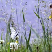 Wildlife Gardening