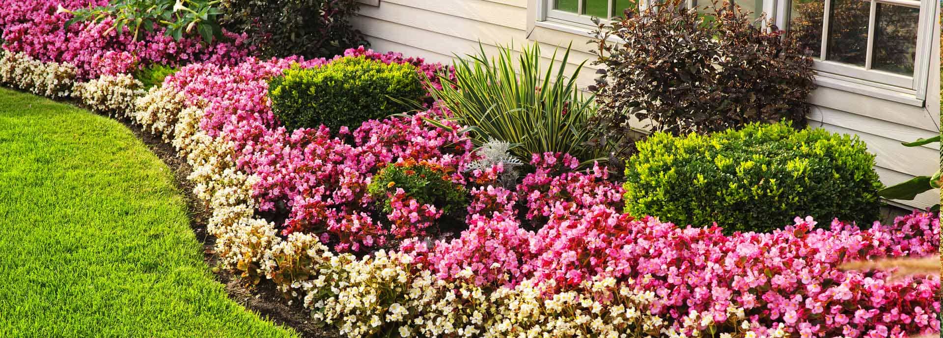 edging plants egs