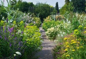 RHS-Wisley-Herbaceous-Border