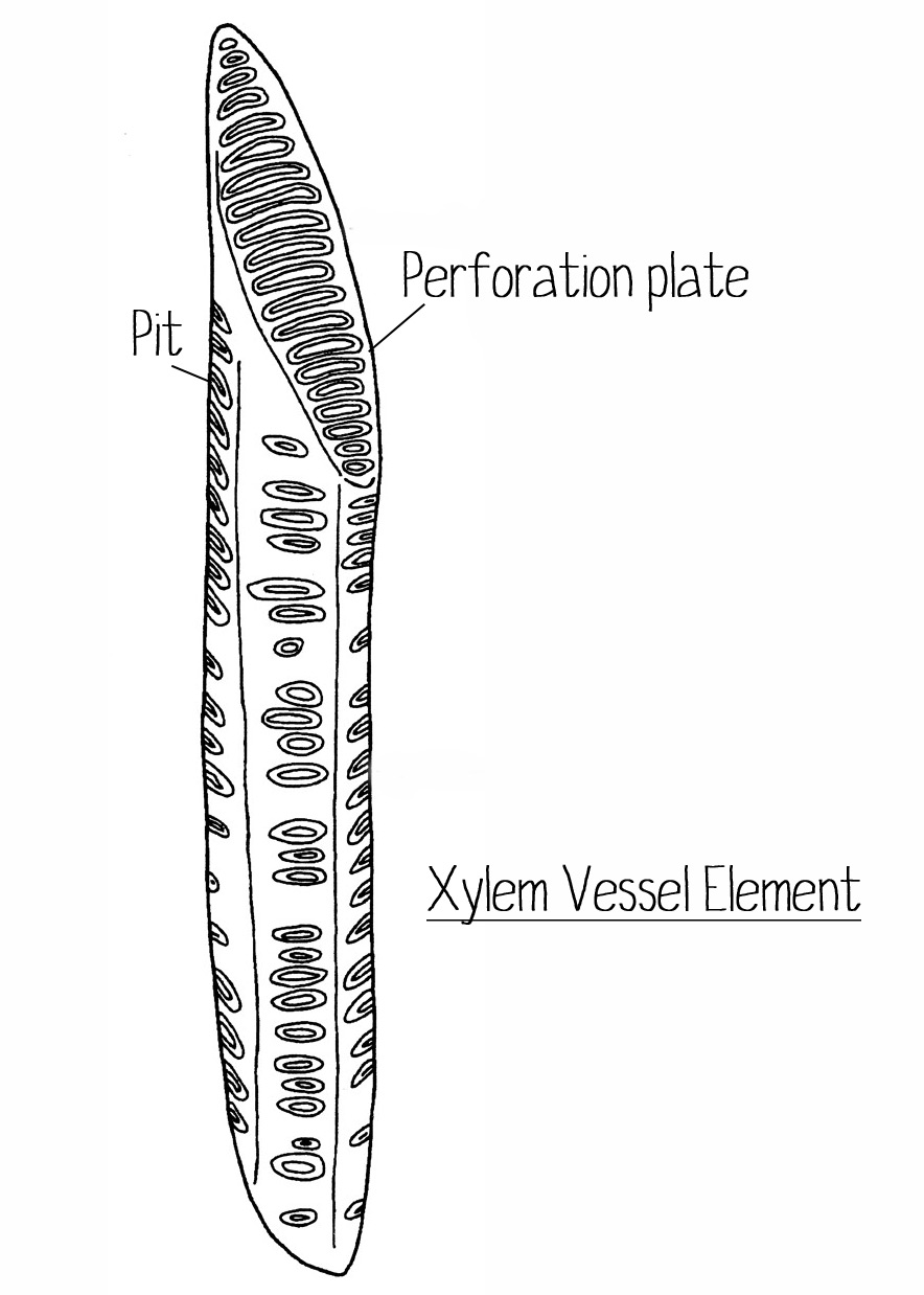 Xylem-Vessel-Element