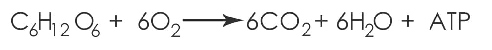 chemical-formula-for-aerobic-respiration