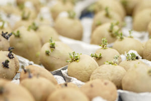 chitting-potatoes