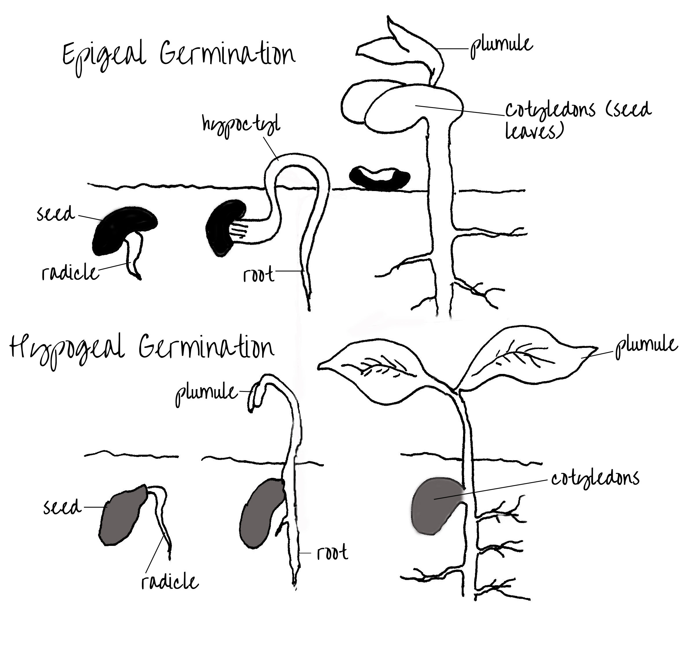 epigeal-hypogeal-germination