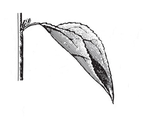 leaf-bud-cutting