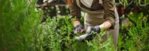 leaf-bud-cuttings