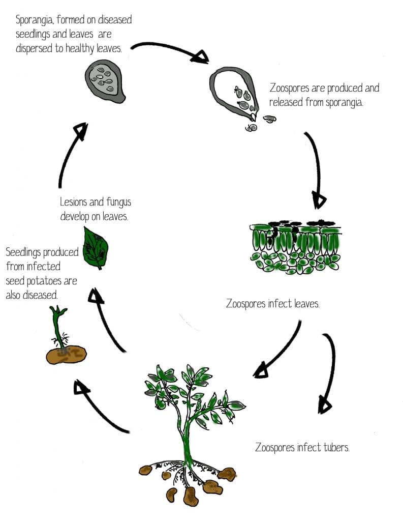 potato-blight-lifecycle-low-res