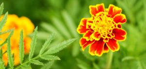 tagetes