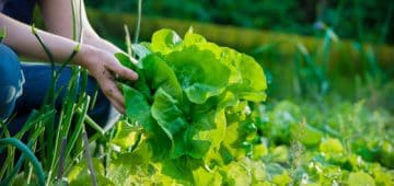 vegetable-garden