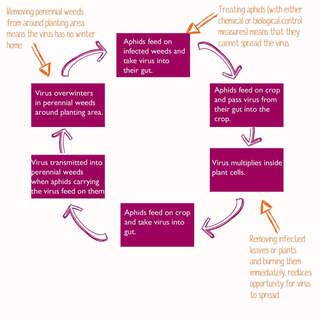 irus-lifecycle-low-res