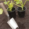 Understanding Your Garden Soil