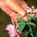 Gardening Techniques From A – Z