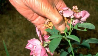 Gardening Techniques From A – Z