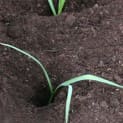 More Gardening Techniques