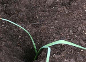 More Gardening Techniques