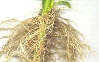 Ad – aden- history of gardening
