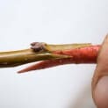 Part 4 Of Gardening Techniques