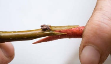 Part 4 Of Gardening Techniques