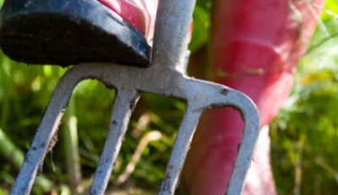 Gardening Techniques Part 3