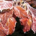 Garden – Frost Damage To Plants