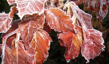 Garden – Frost Damage To Plants