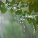 Gardening – Climate And Weather