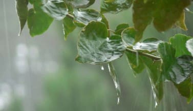 Gardening – Climate And Weather