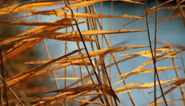 Ac – acclimatization – history of gardening