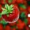 RHS Level 2 Principles of Horticulture