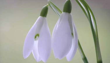 January in the Garden
