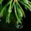 RHS Level 2 Principles of Plant Growth