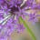 RHS Level 3 Principles of Plant Growth
