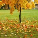 November in the Garden