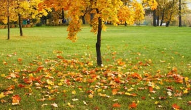 November in the Garden