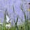 Wildlife Gardening