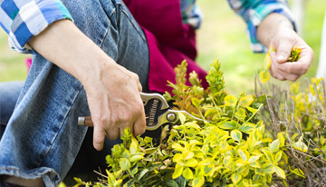 Rhs cấp độ 2 nguyên tắc của nghề làm vườn