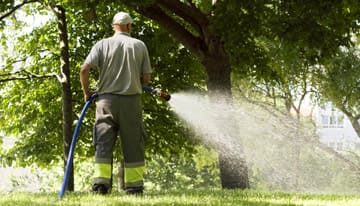 Introduction to Arboriculture