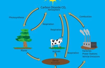 RHS Level 3 Question – Carbon Cycle