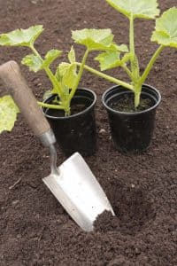 check-your-soil