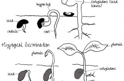 Epigeal and Hypogeal Germination