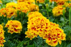 tagetes