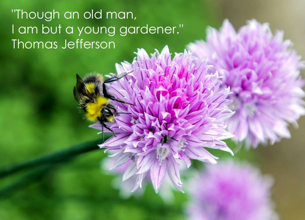 though-an-old-man